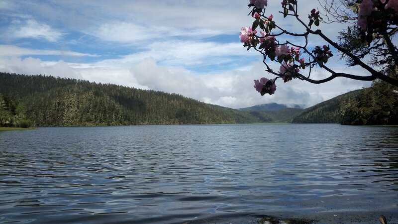 Lake with Flowering Branch