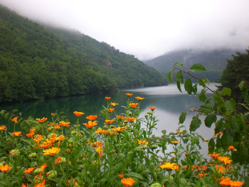 Lake with flowers and fog