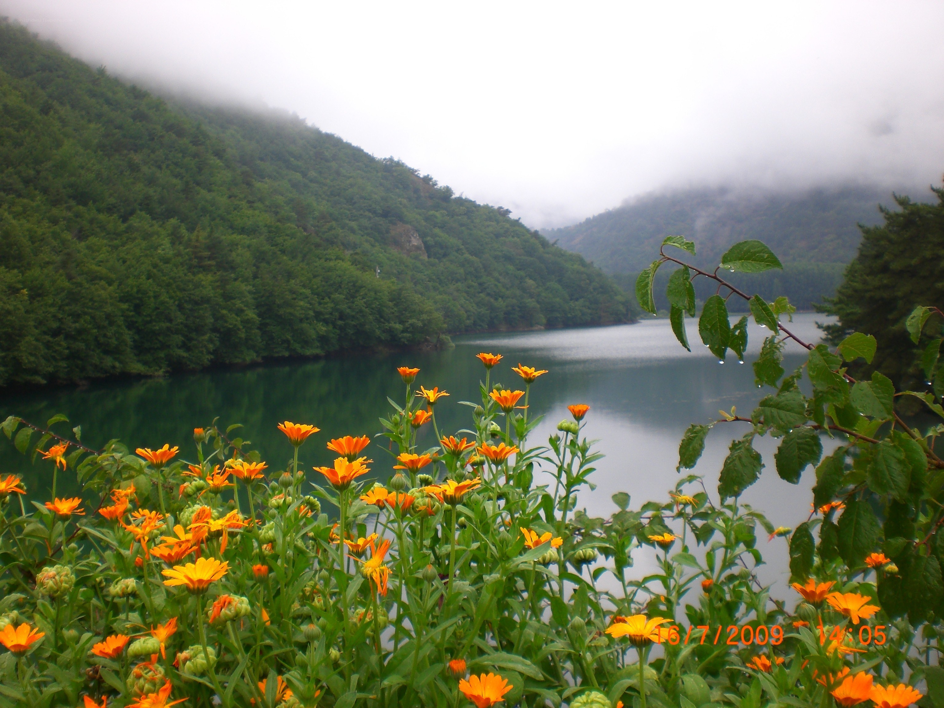 Lake with flowers and fog