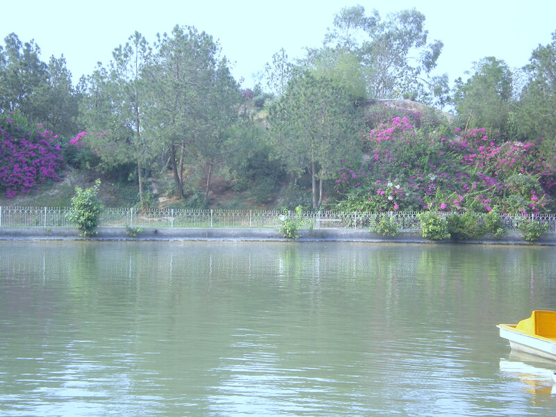 Lake with flowers and trees
