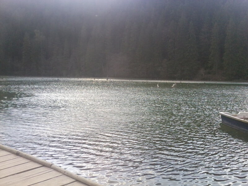 Lake with Forest Backdrop — Green