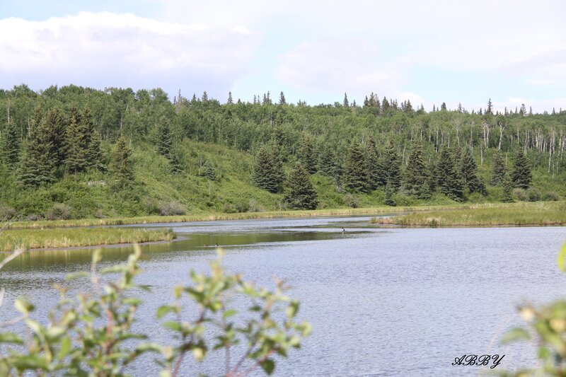 Lake with Forest Backdrop