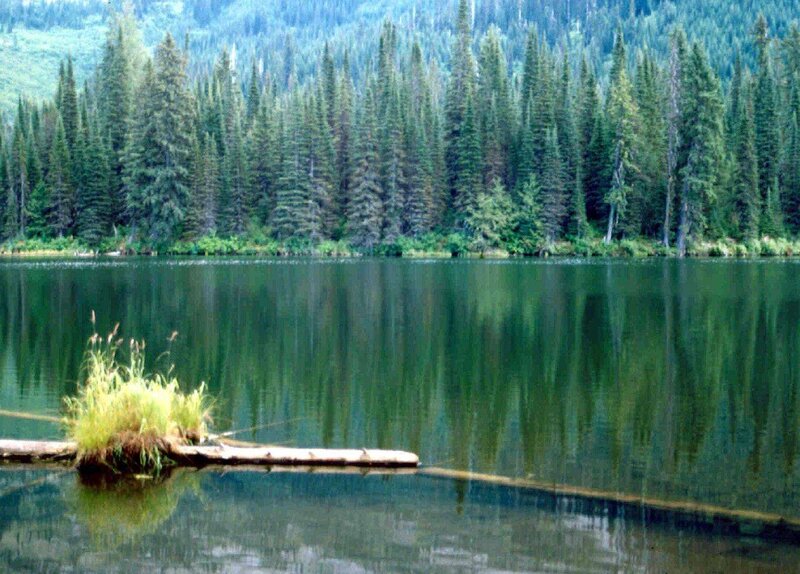 Lake with Forest Reflection — Green, Serene, Photograph
