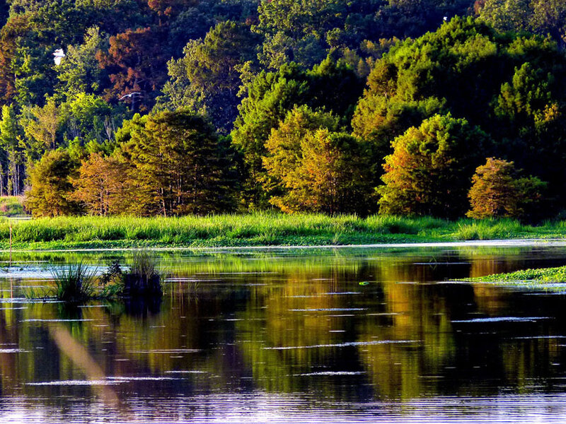 Lake with Forest Reflection — Green