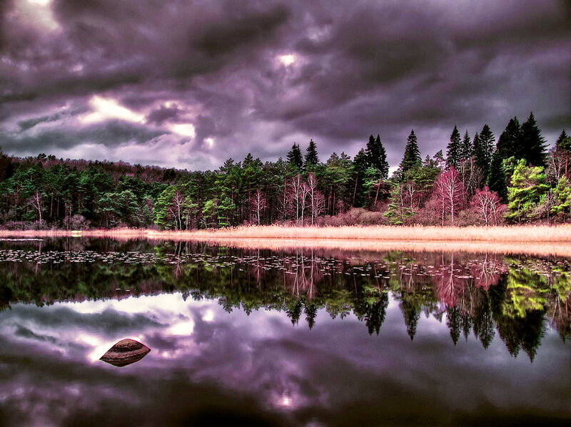 Lake with Forest Reflection — Purple
