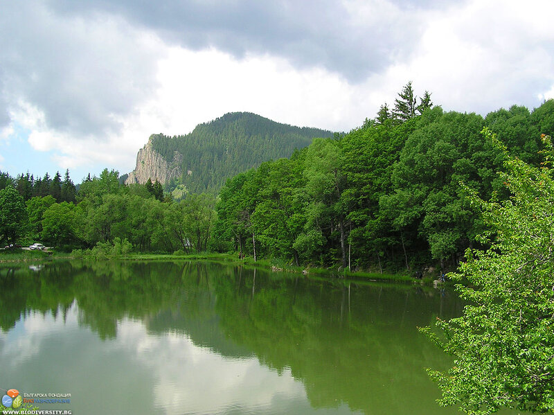 Lake with Forested Mountains — Green, Serene, Afternoon
