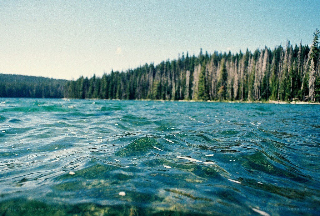 Lake with forested shore