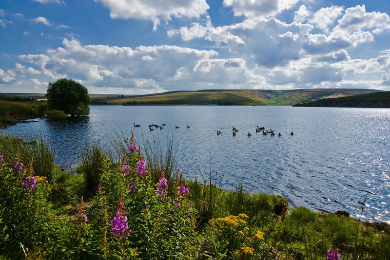 Lake with geese and wildflowers