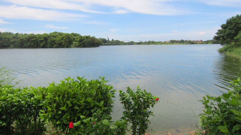 Lake with Green Bushes