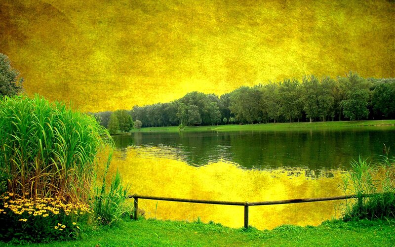Lake with Green Reeds — Yellow, Serene