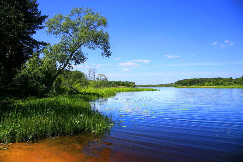 Lake with Green Trees — Blue