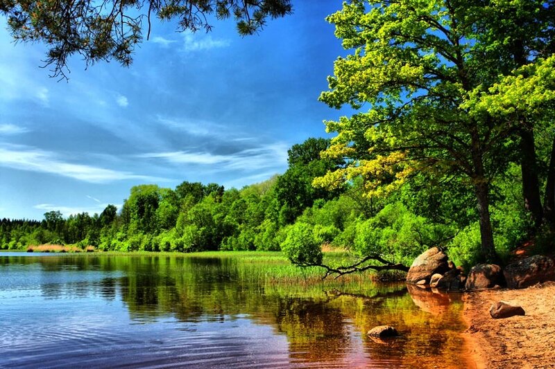 Lake with Green Trees — Serene