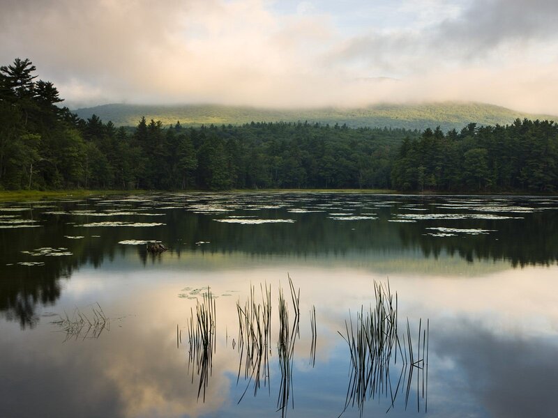 Lake with lily pads and forest