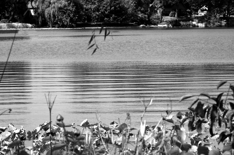 Lake with Lily Pads — Black