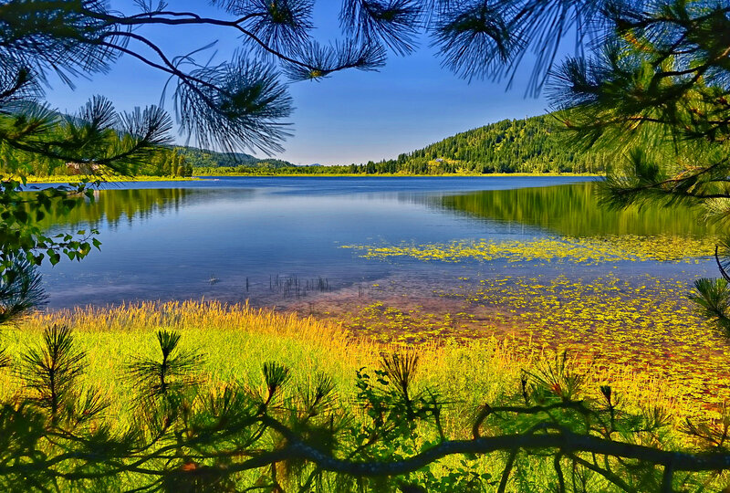 Lake with Lily Pads — Blue, Serene