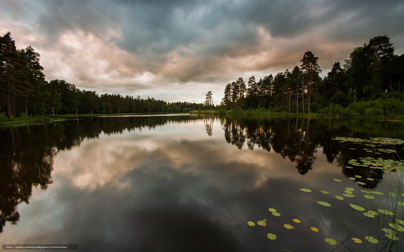Lake with Lily Pads — Gray