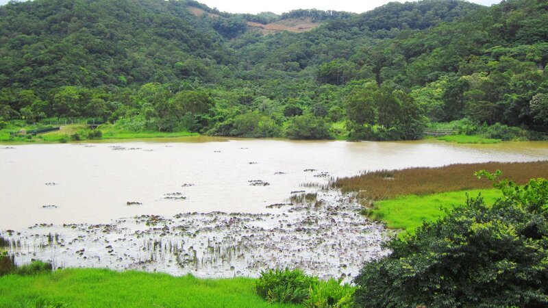 Lake with Lily Pads — Green, Serene, Afternoon, Photograph, Forest