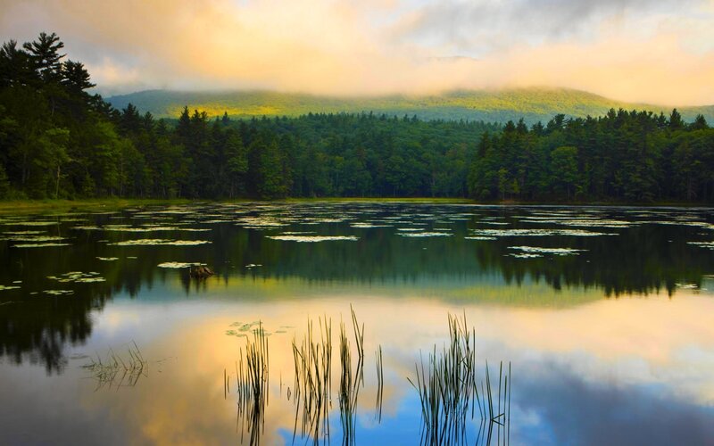 Lake with Lily Pads — Green, Serene