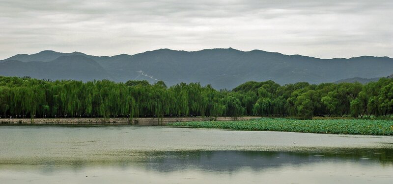 Lake with Lotus Plants