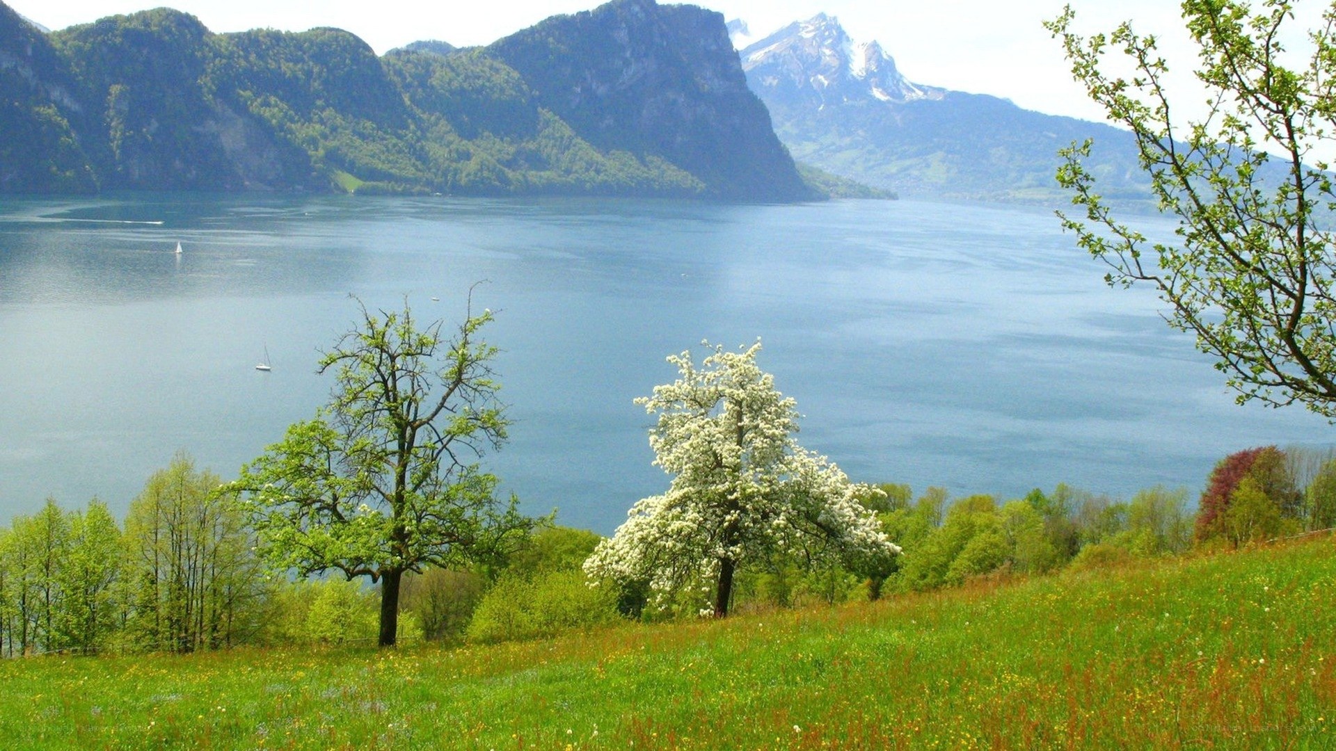 Lake with mountains and blossoming trees