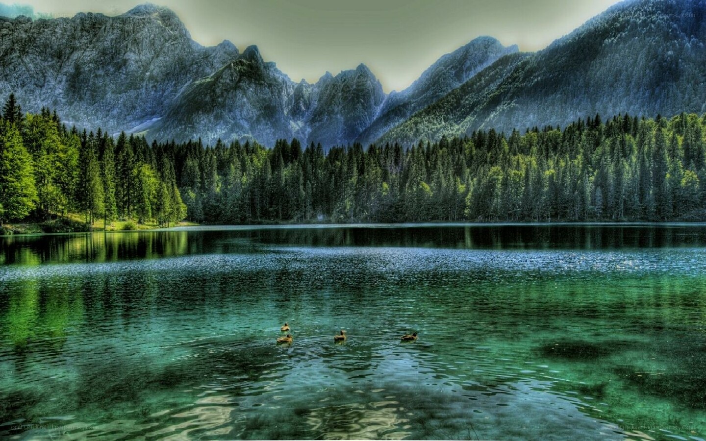 Lake with mountains and ducks