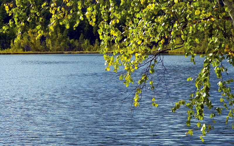 Lake with overhanging branches