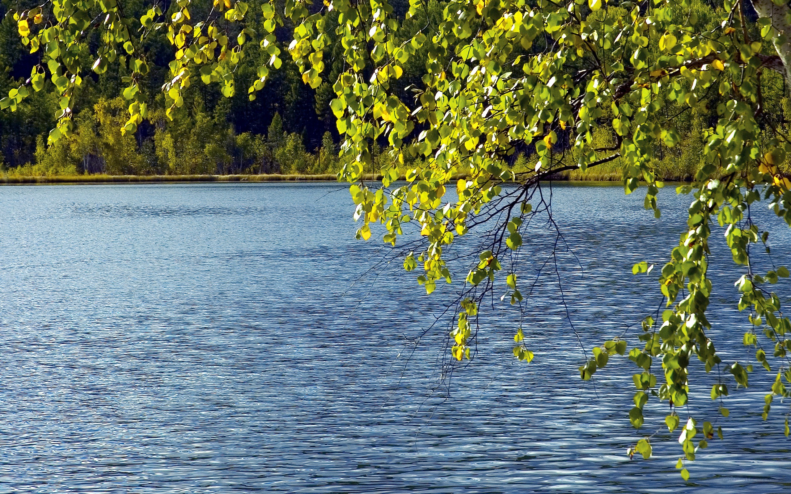 Lake with overhanging branches