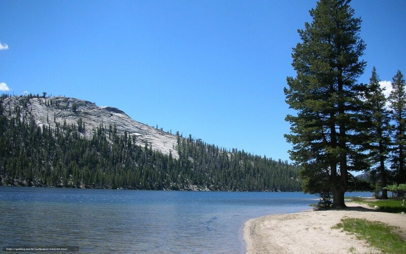 Lake with pine trees and mountain