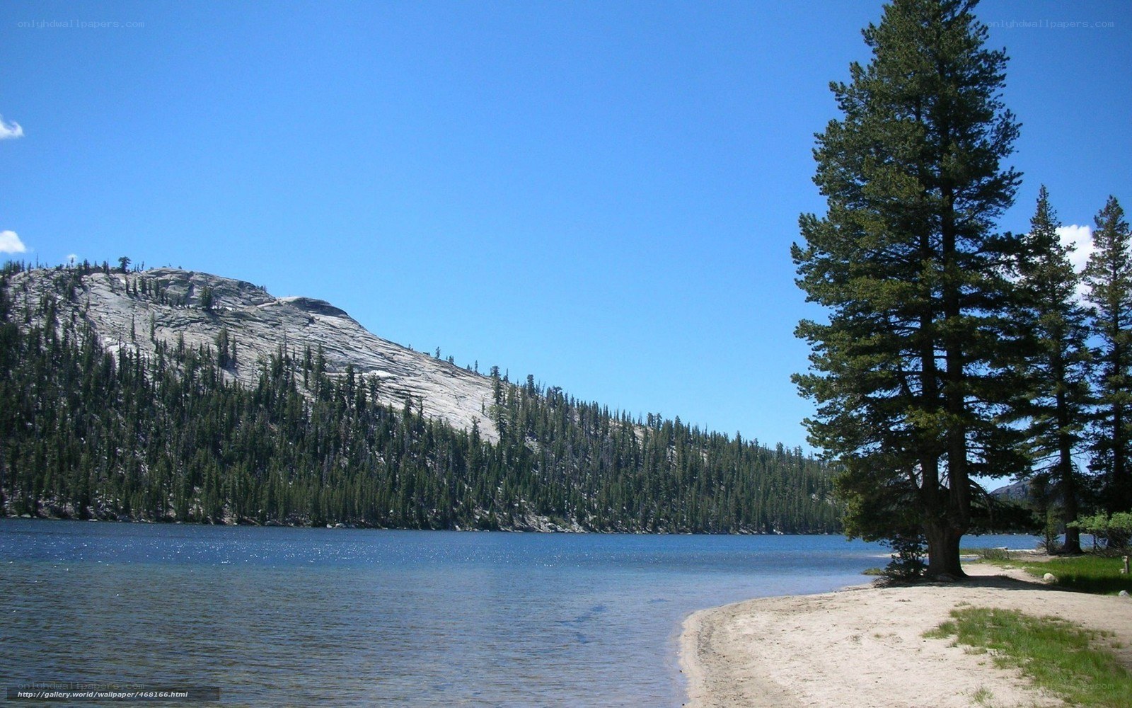 Lake with pine trees and mountain