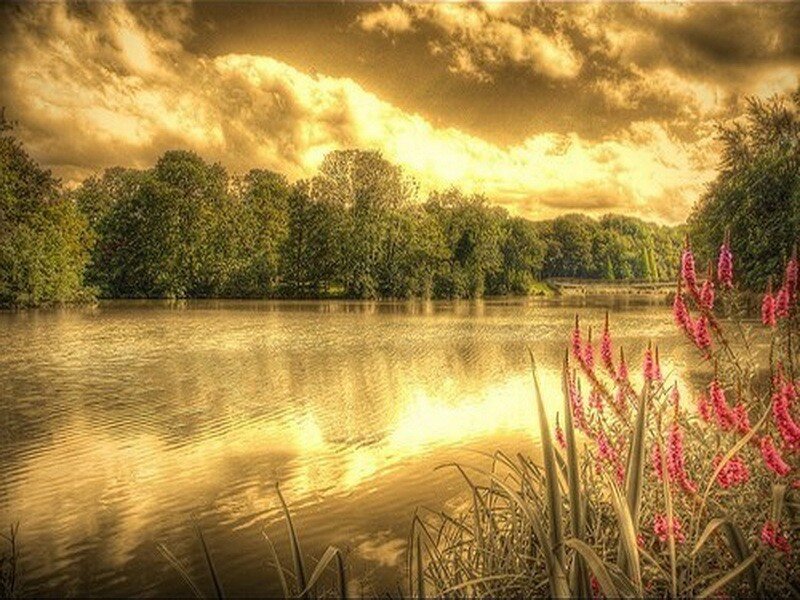 Lake with Pink Flowers — Gold