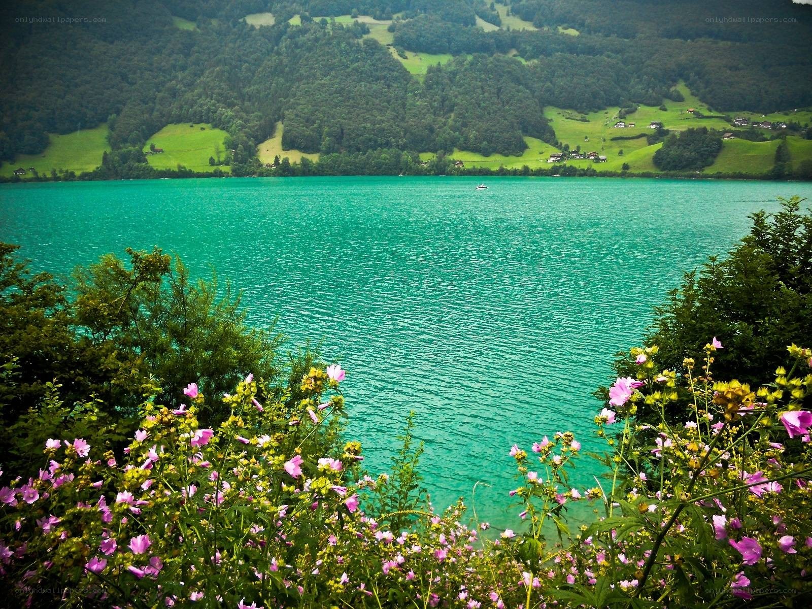 Lake with pink flowers in foreground