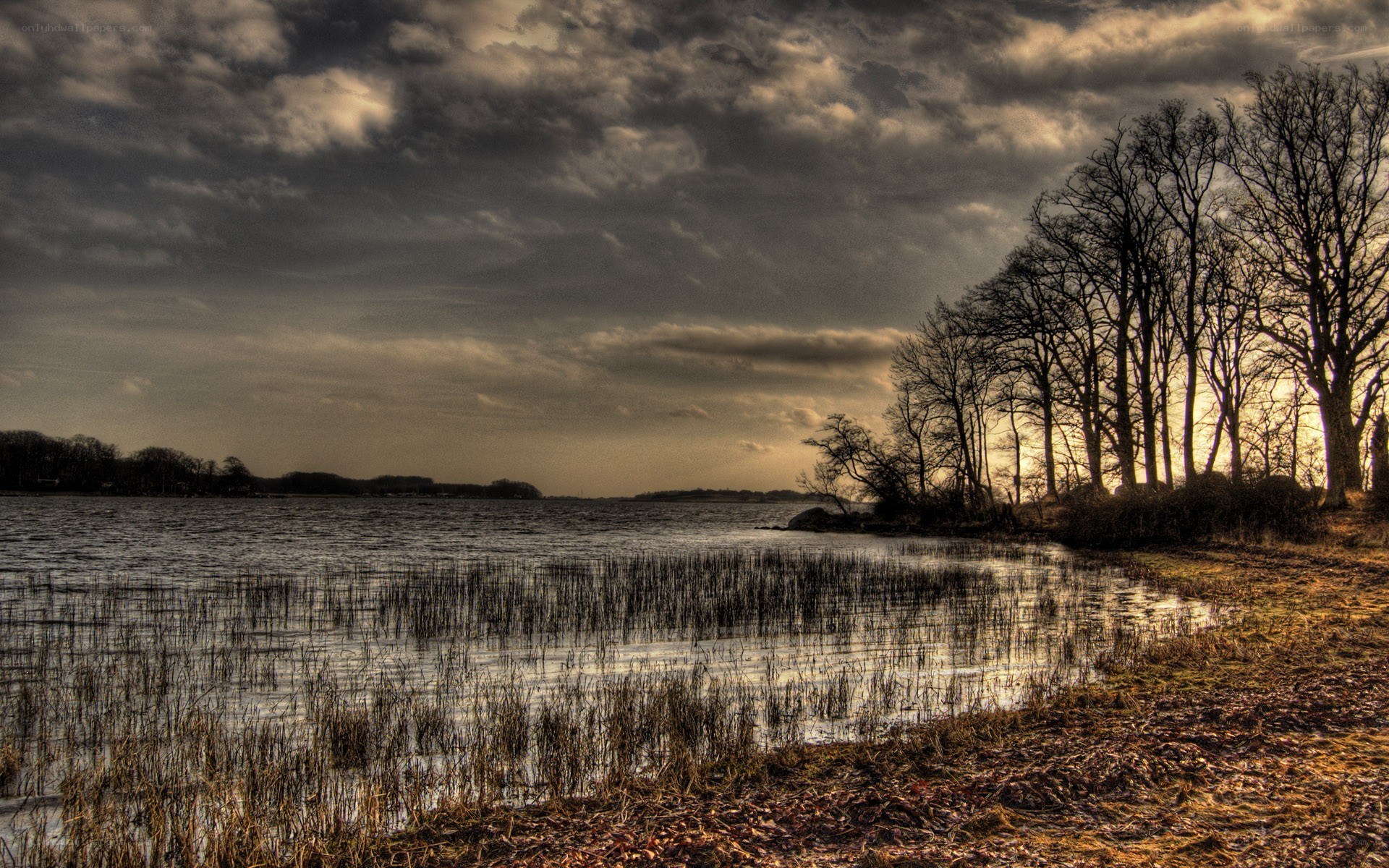 Lake with reeds and bare trees