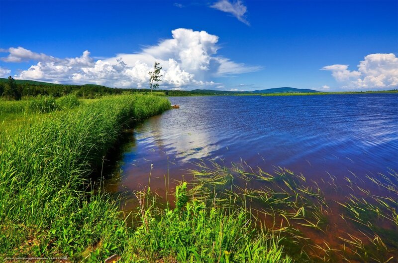 Lake with Reeds and Clouds — Blue