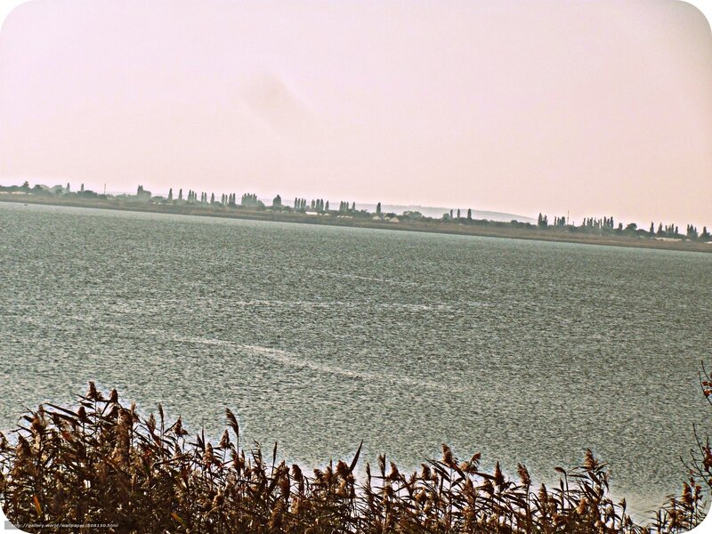Lake with reeds and distant trees