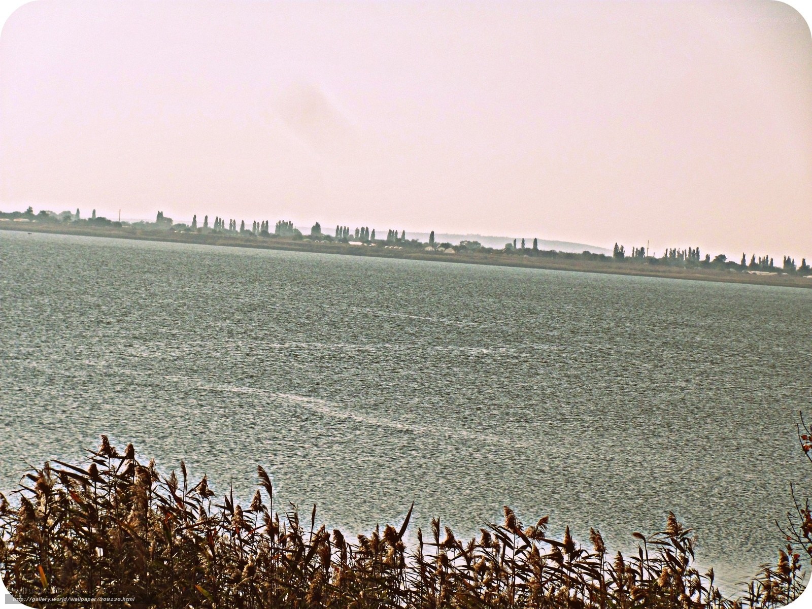Lake with reeds and distant trees