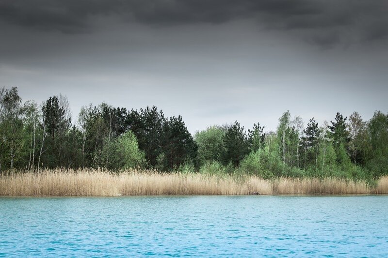 Lake with reeds and forest
