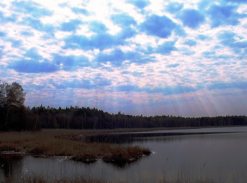 Lake with Reeds and Forest — Blue, Serene