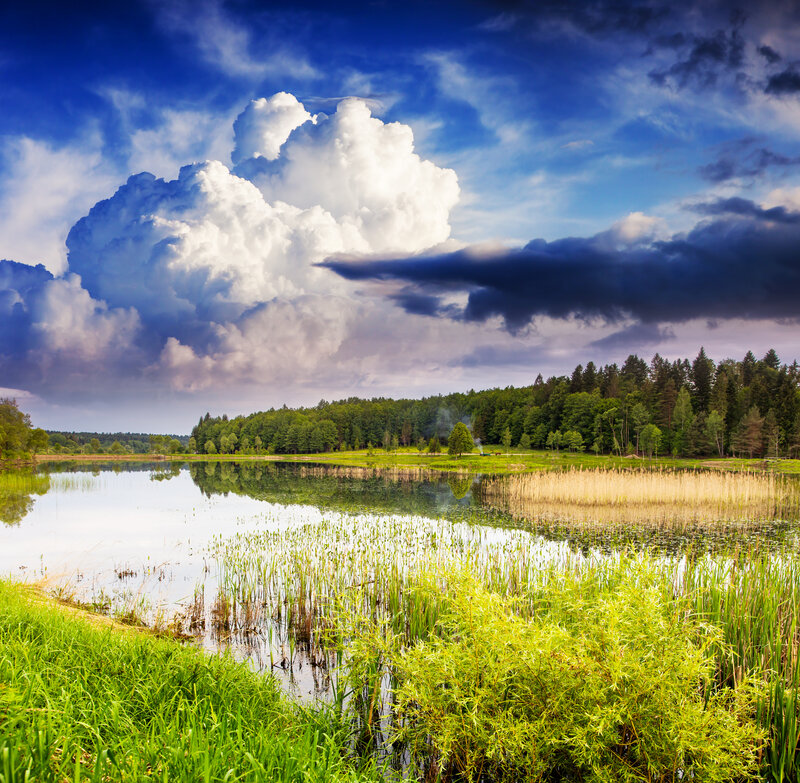 Lake with Reeds and Forest — Blue