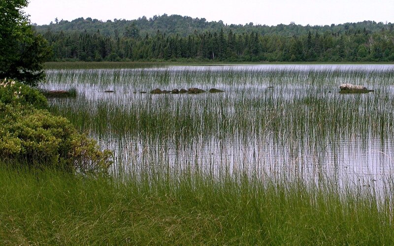 Lake with reeds and forest