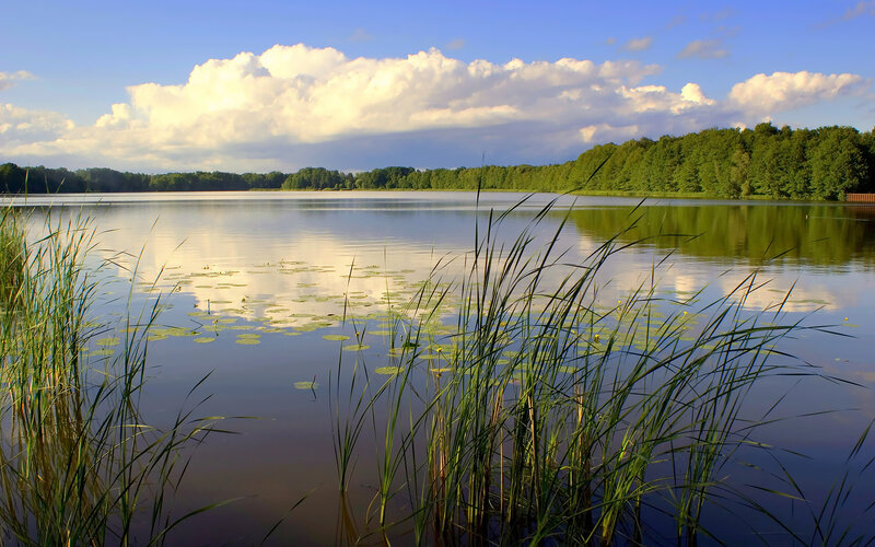 Lake with Reeds and Lily Pads — Blue