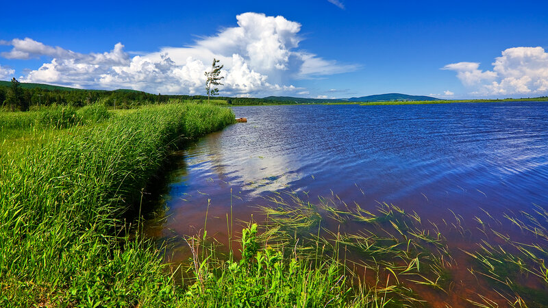 Lake with Reeds and Tree