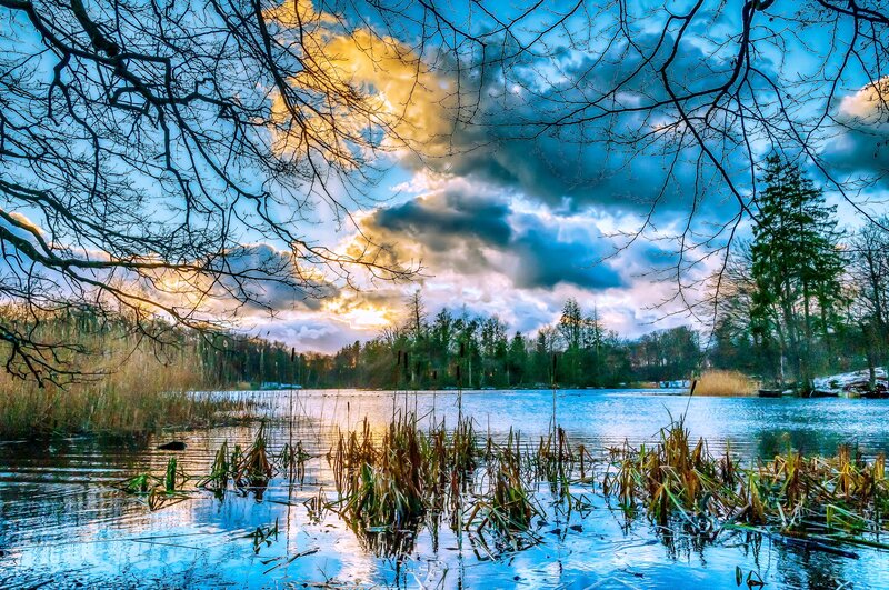 Lake with Reeds and Trees — Blue, Dramatic