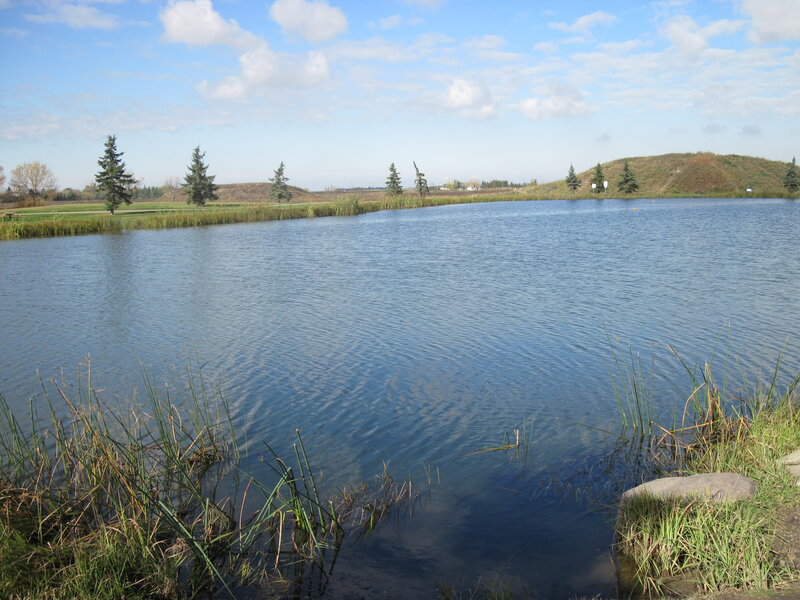 Lake with Reeds and Trees — Blue, Serene