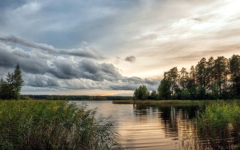Lake with Reeds and Trees — Green, Dramatic, Sunset, Photograph