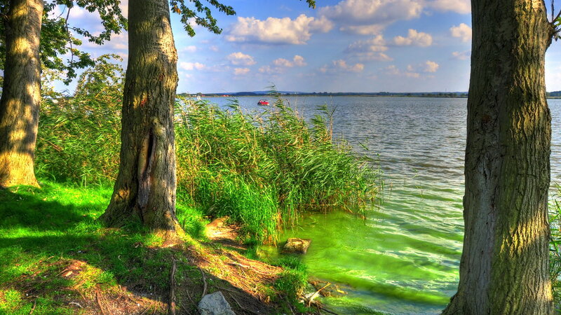 Lake with Reeds and Trees — Green, Serene