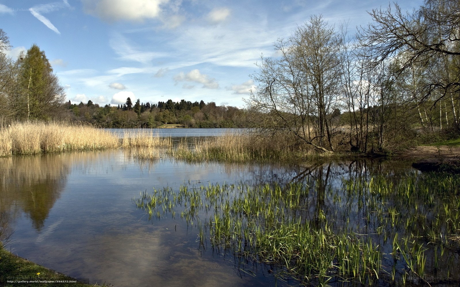 Lake with reeds and trees
