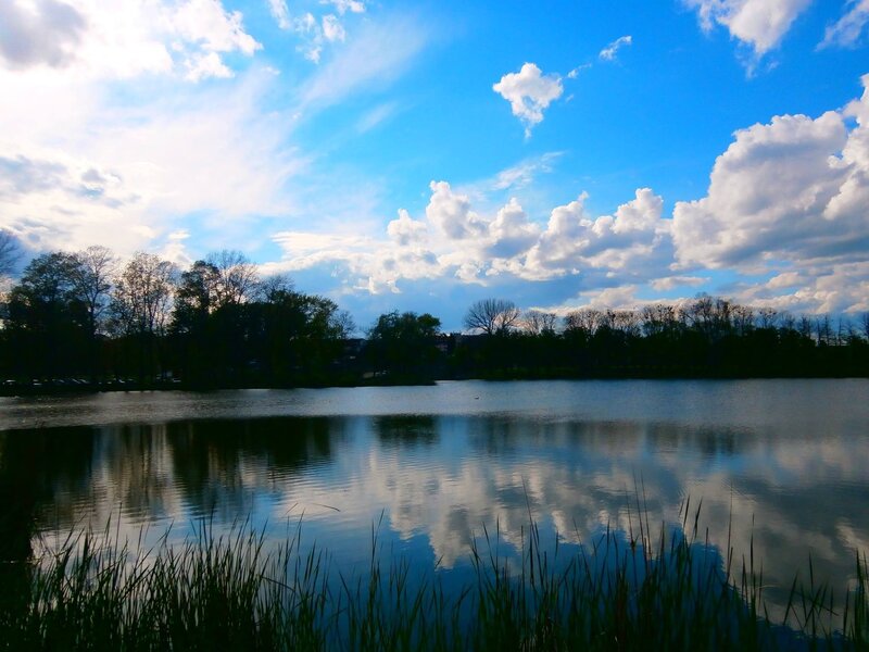 Lake with Reeds — Blue, Serene, Afternoon, Photograph