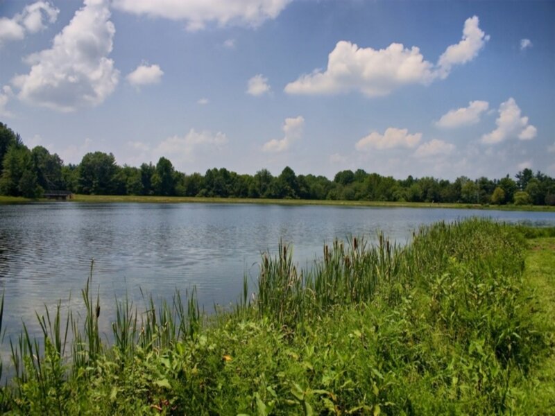 Lake with Reeds — Blue