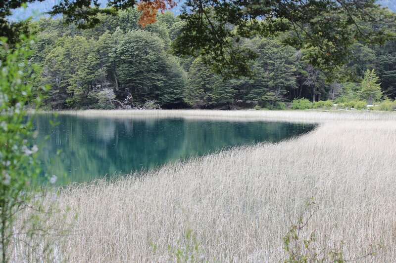 Lake with Reeds — Green, Serene, Afternoon