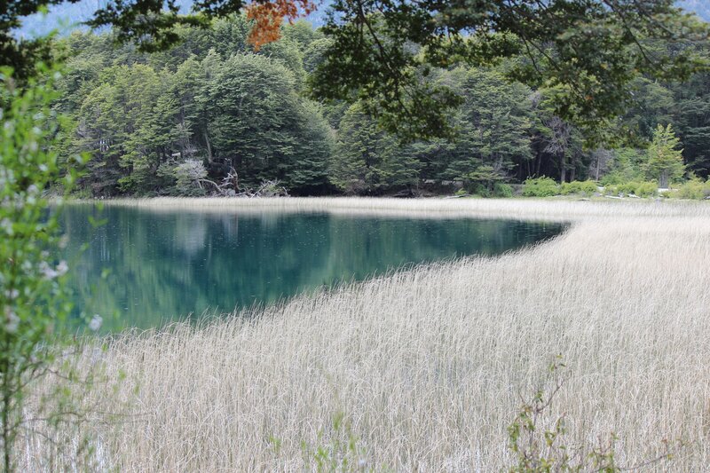 Lake with Reeds — Green, Serene